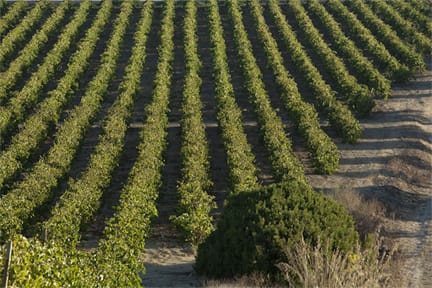 Vigneti Cantina Alagna Vini Marsala